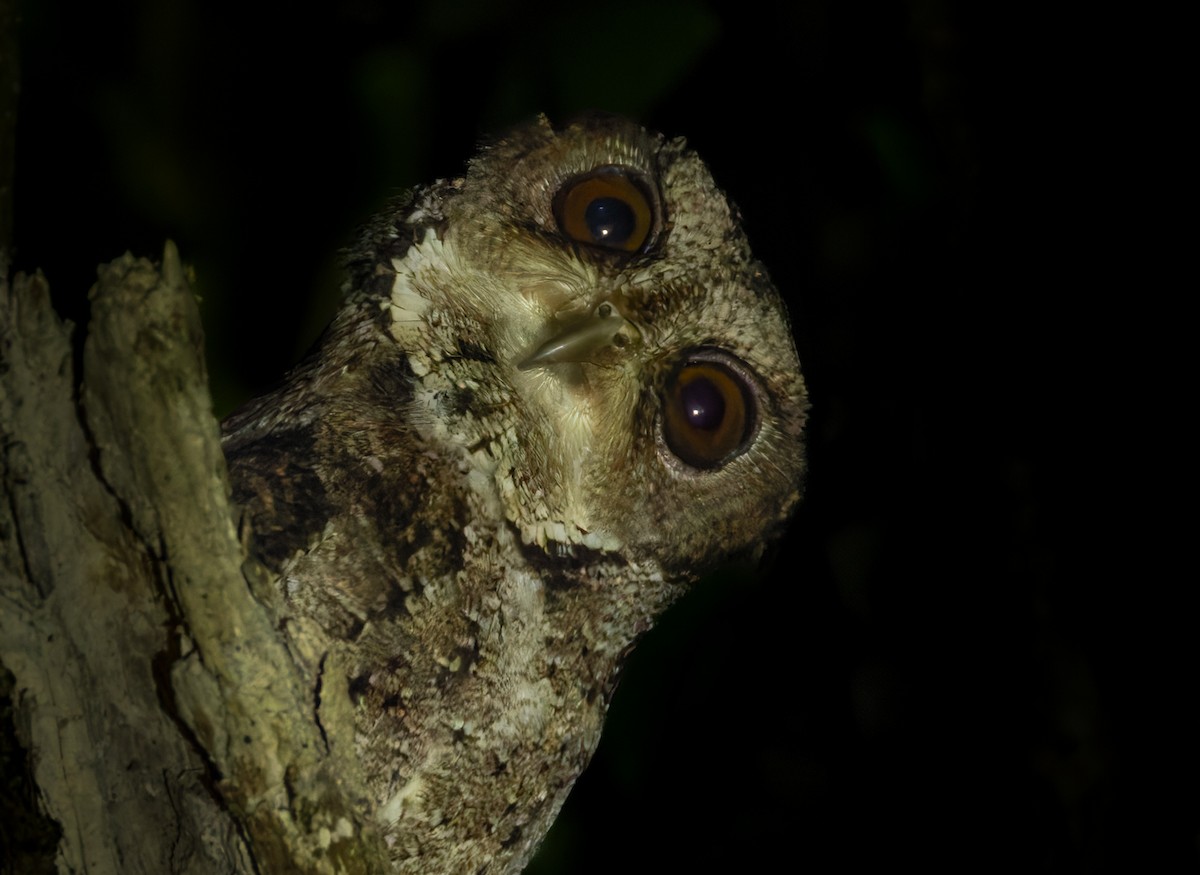 Philippine Scops-Owl - ML639408297