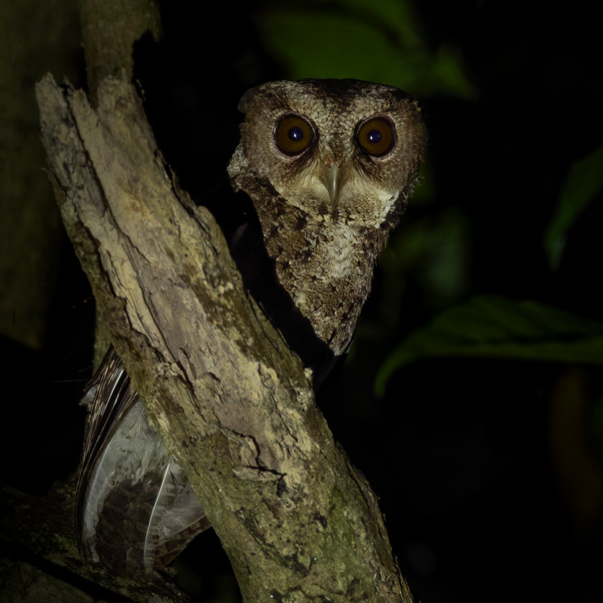 Philippine Scops-Owl - ML639408298