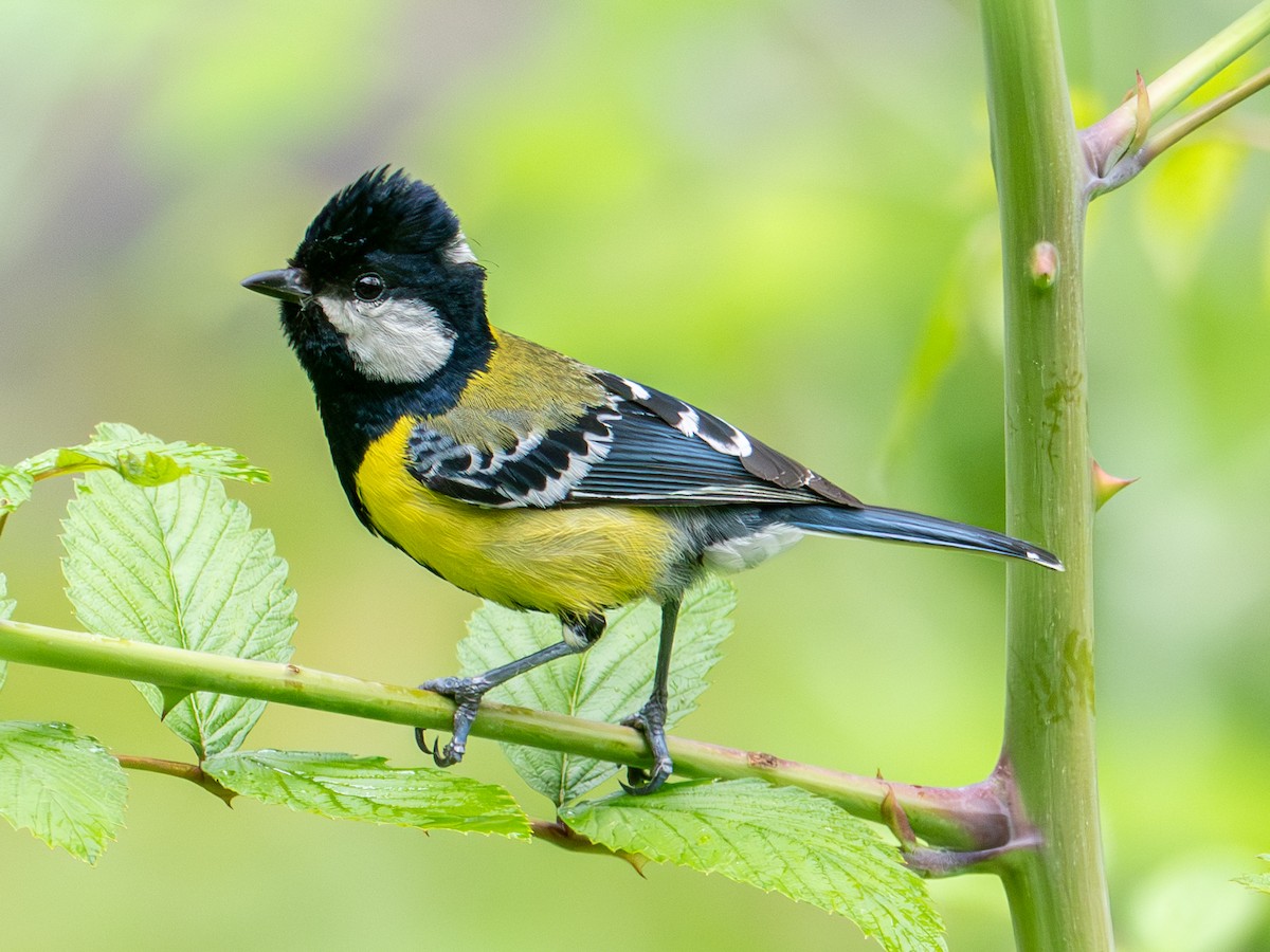 青背山雀 - ML639408310