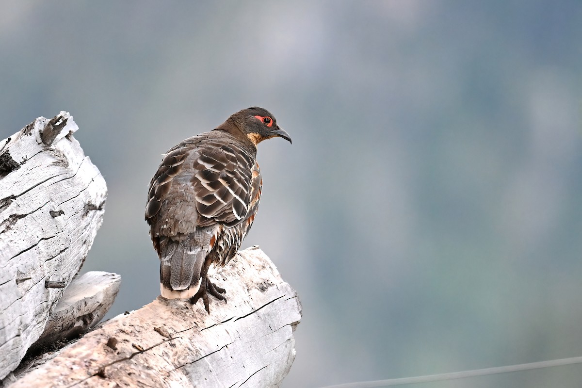 Buff-throated Monal-Partridge - ML639408390