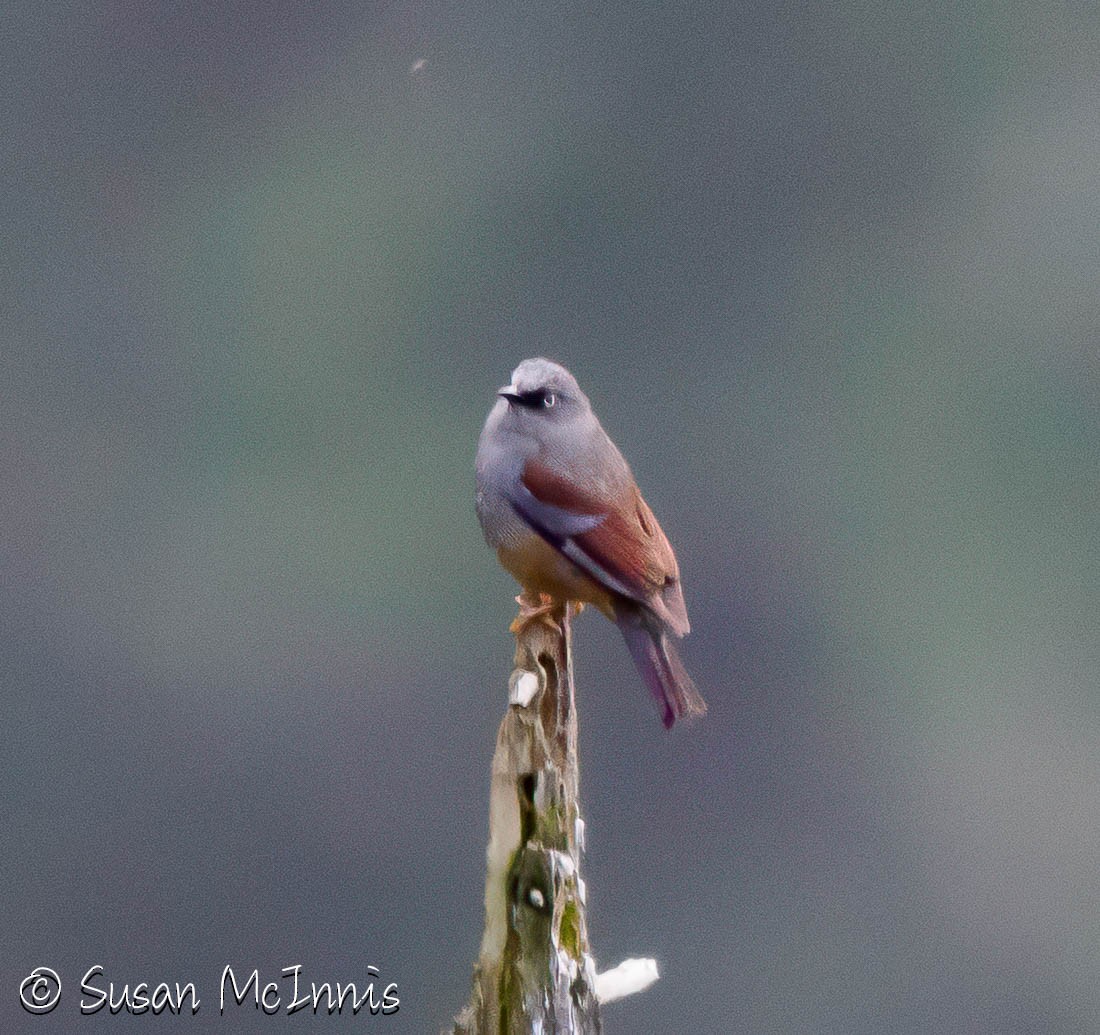 Maroon-backed Accentor - ML639408429