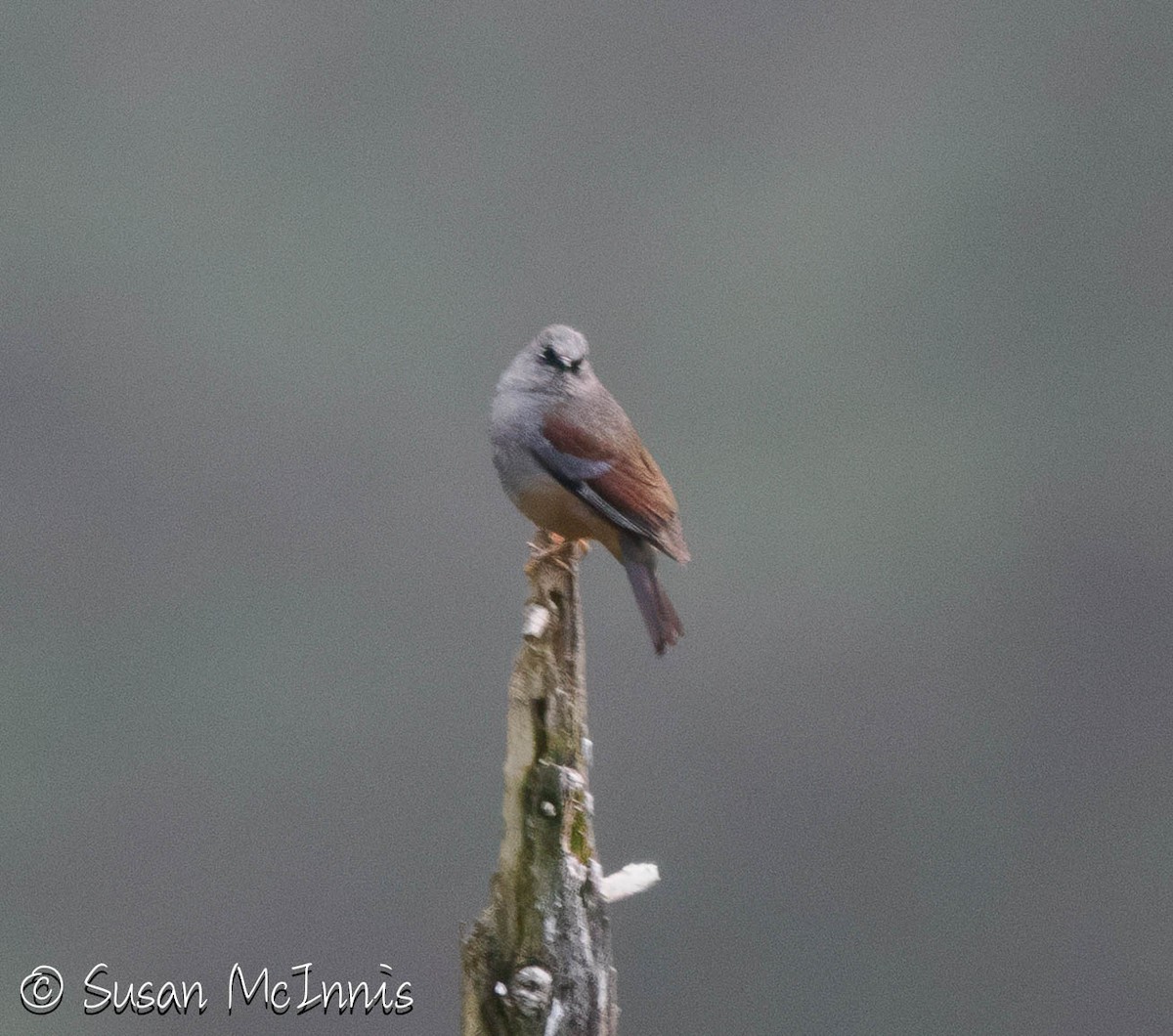 Maroon-backed Accentor - ML639408463