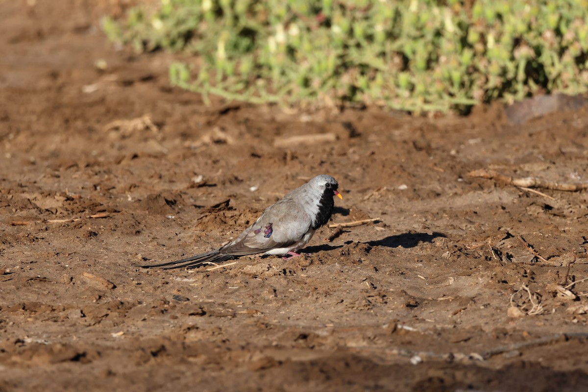 Namaqua Dove - ML639408475