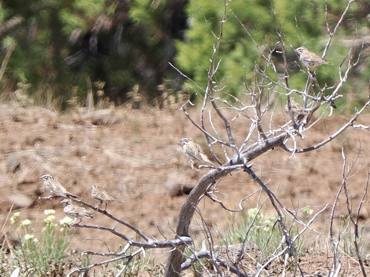 Lark Sparrow - ML639408479