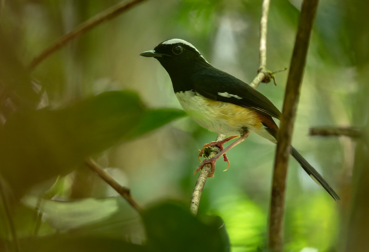 White-browed Shama - ML639408517