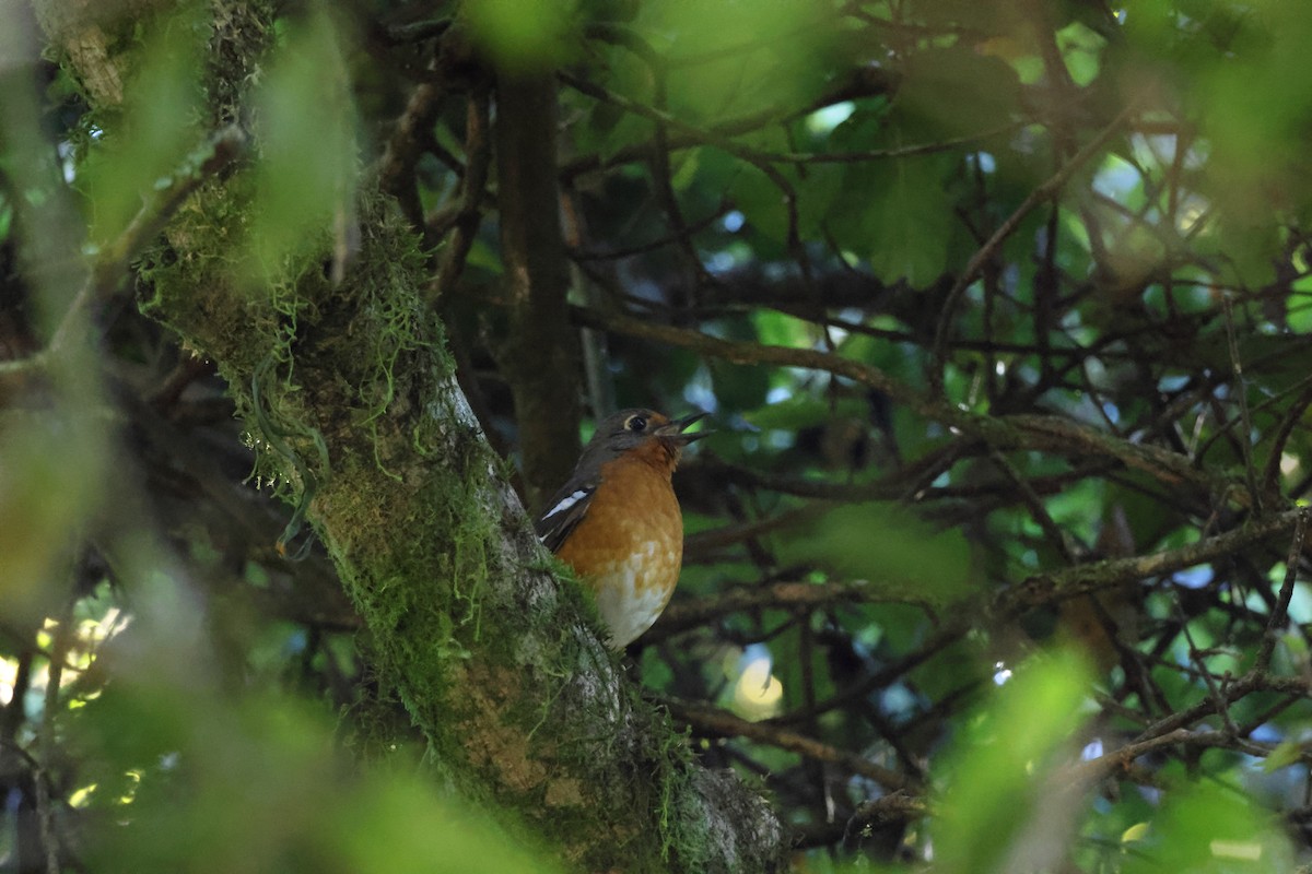Orange Ground-Thrush - ML639408650