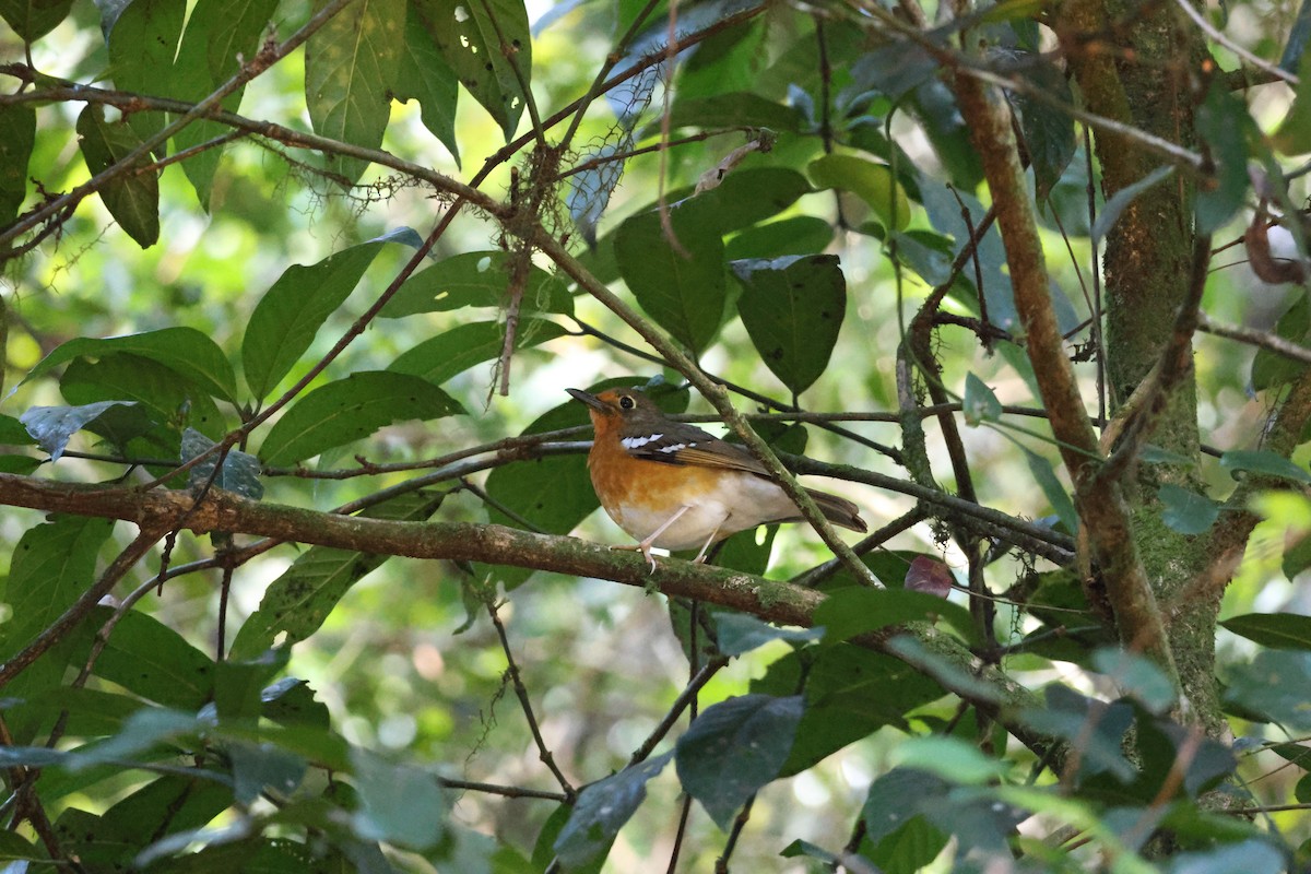Orange Ground-Thrush - ML639408688