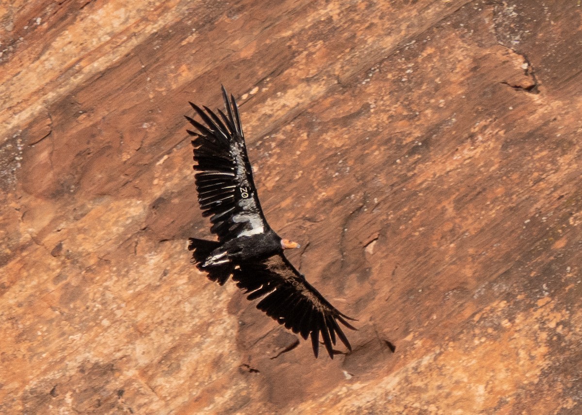 California Condor - ML639408734