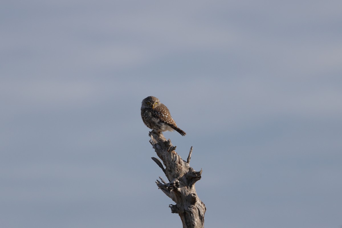 Pearl-spotted Owlet - ML639408747
