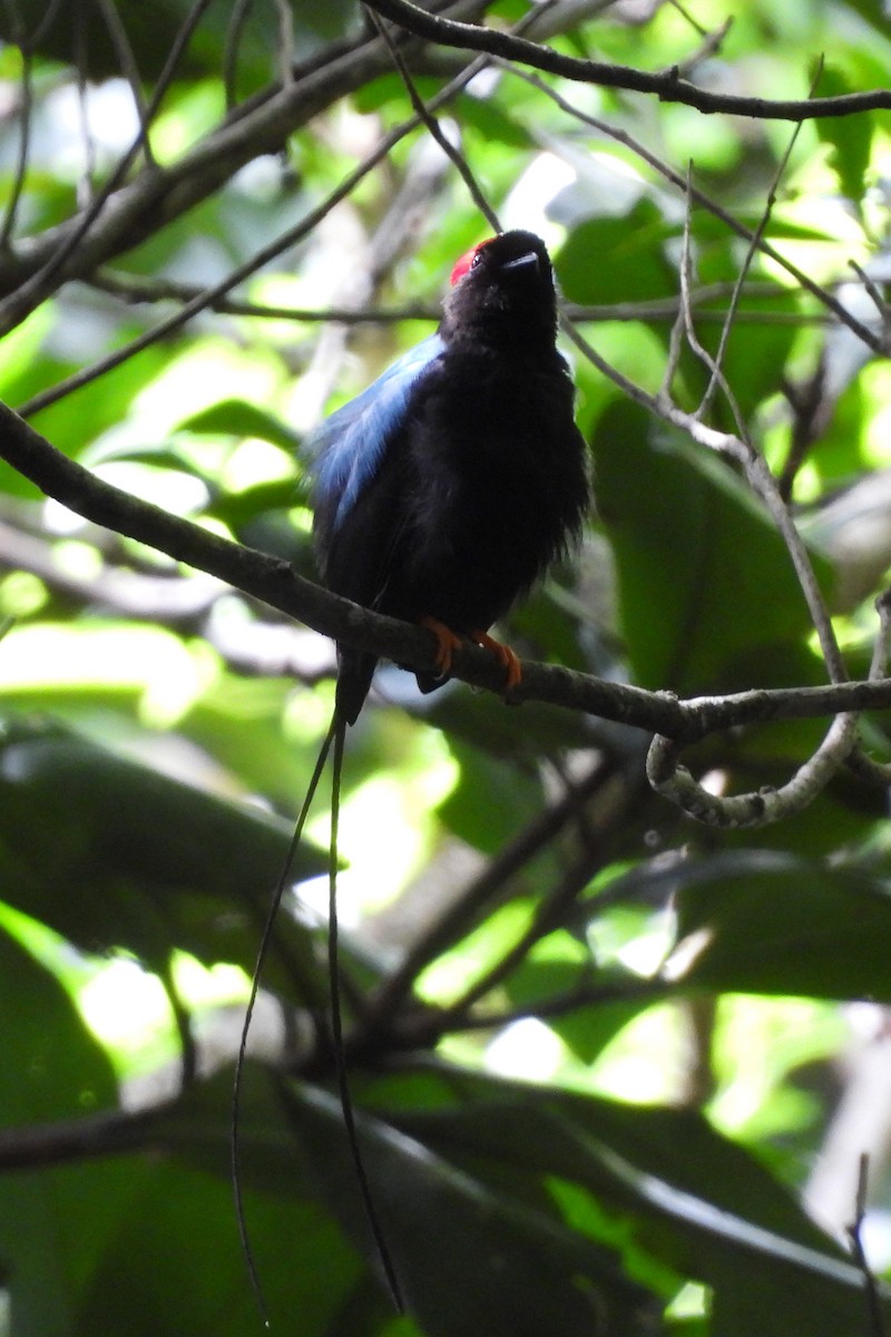 Long-tailed Manakin - ML639408763