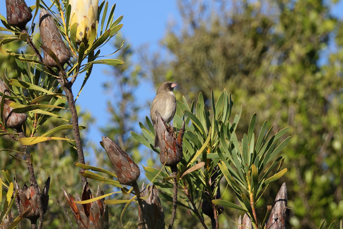 Protea Canary - ML639408785