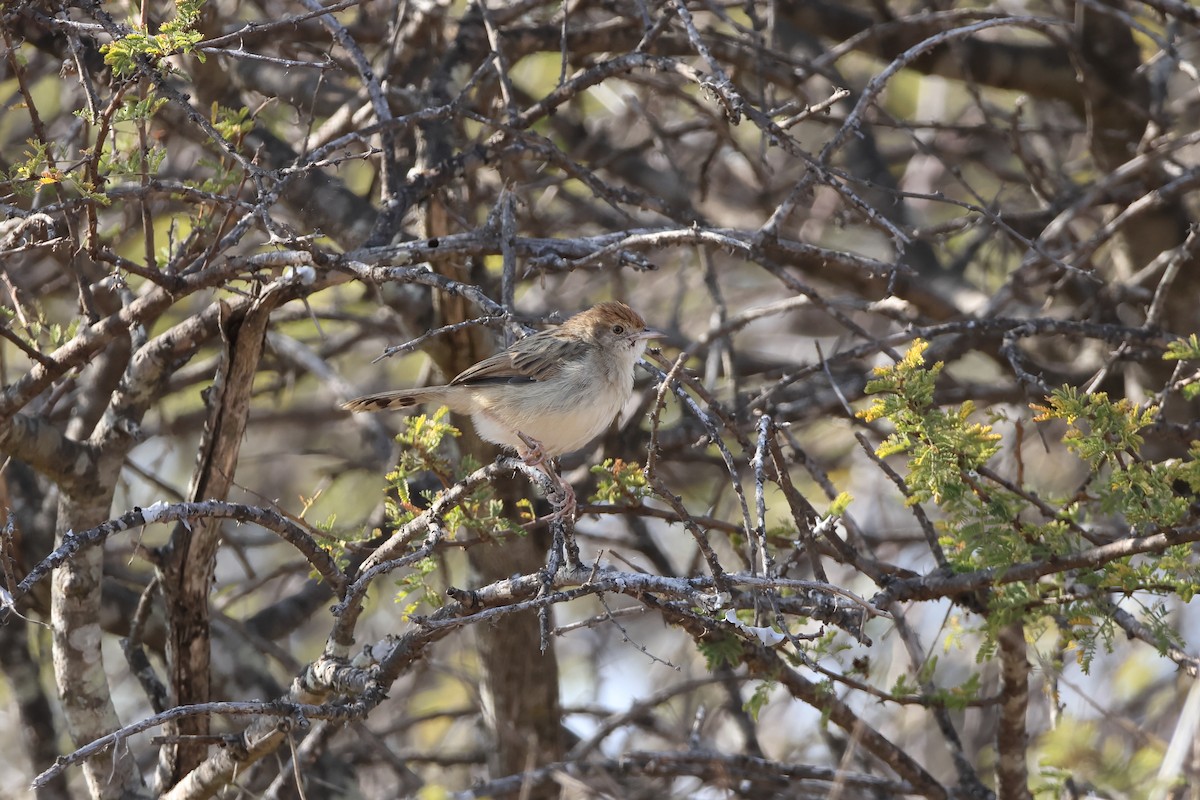Rattling Cisticola - ML639408843