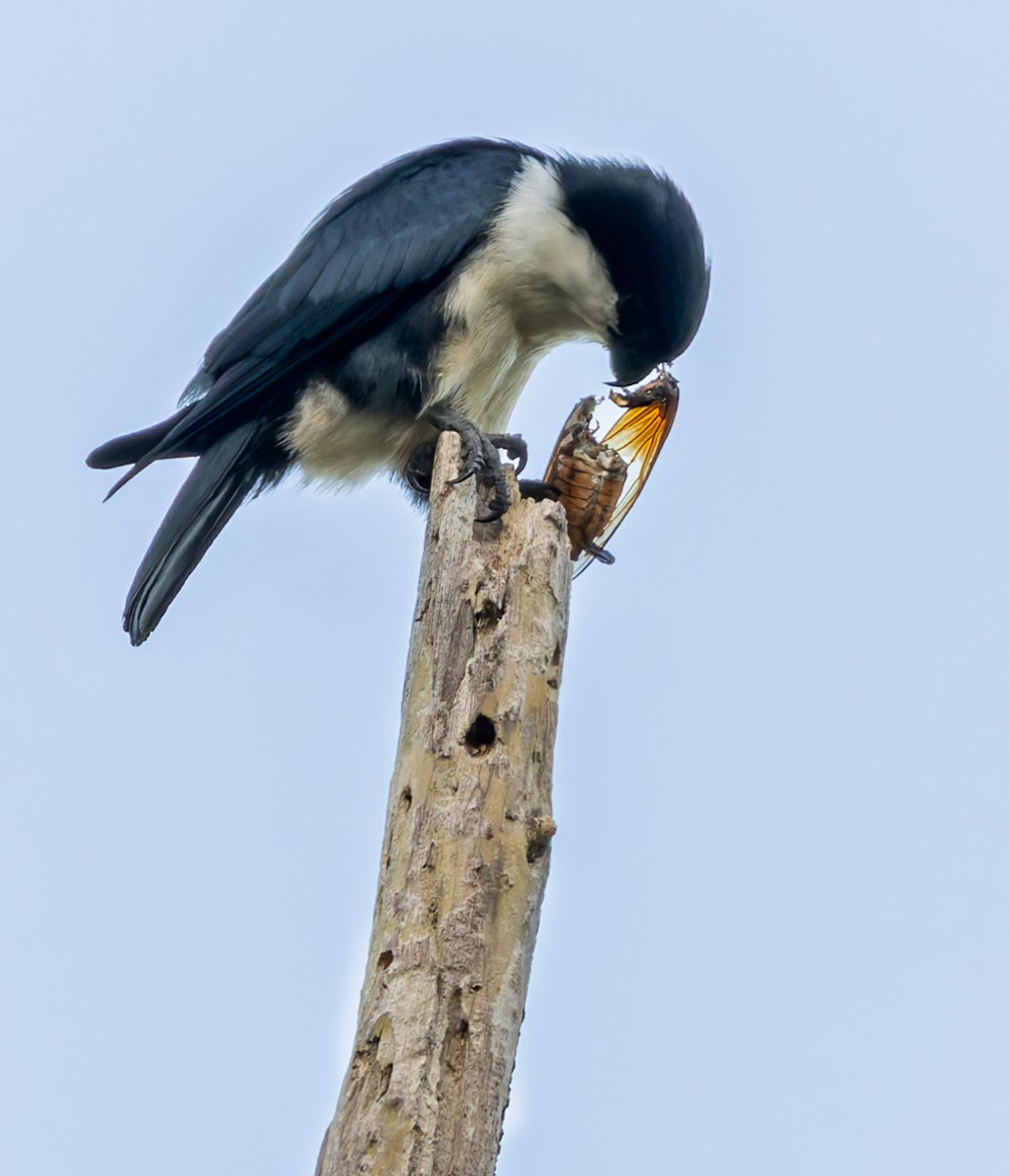Philippine Falconet - ML639408850
