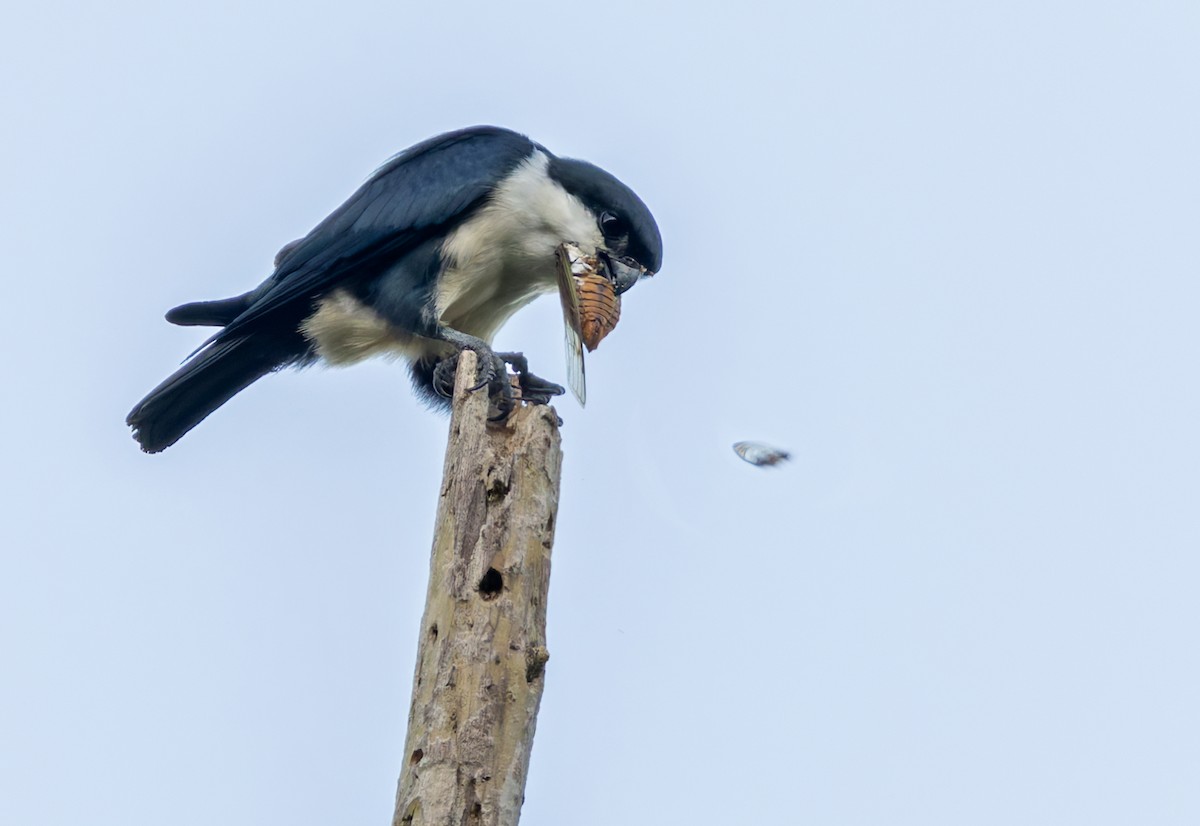 Philippine Falconet - ML639408851