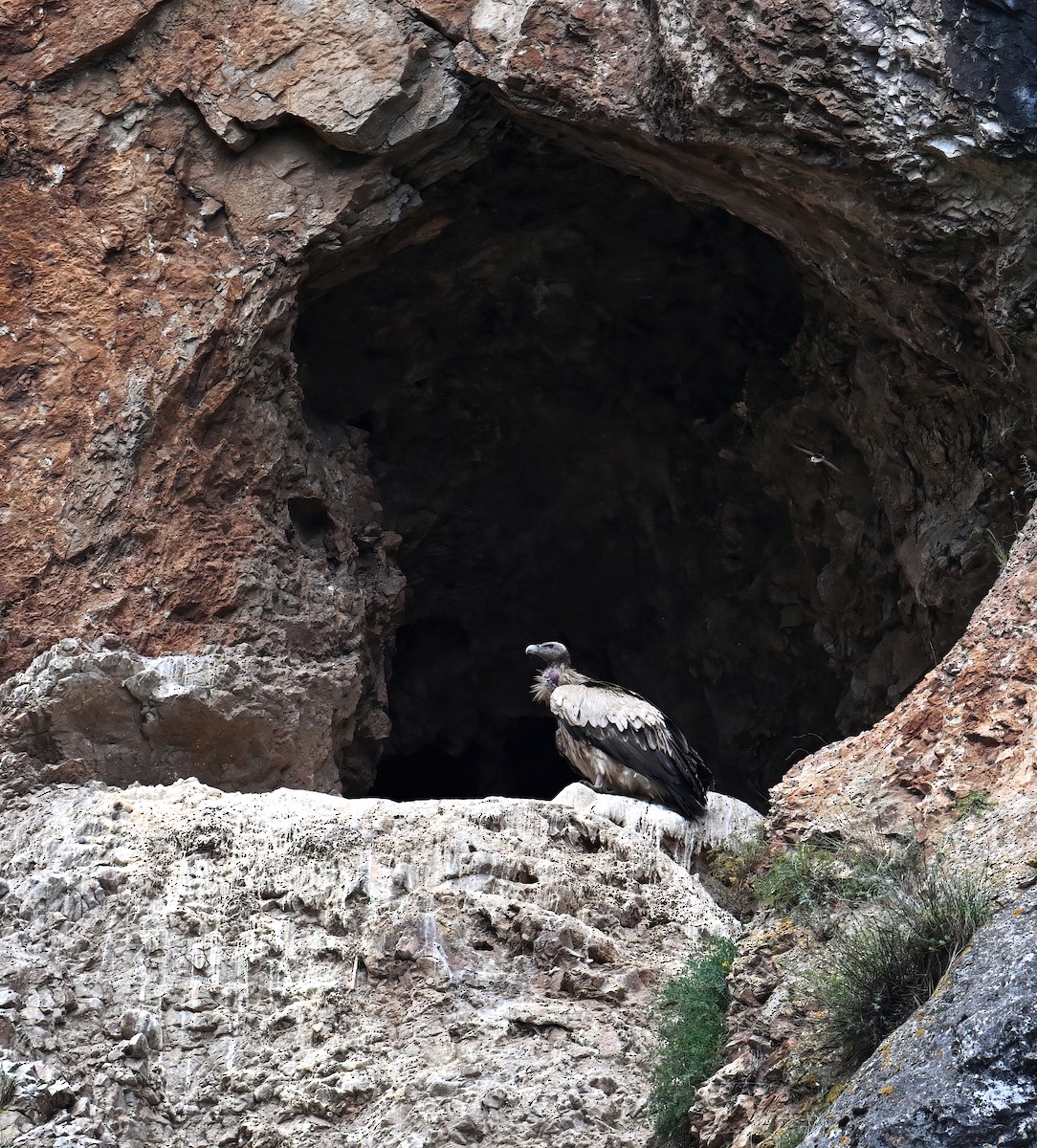 Himalayan Griffon - ML639408876