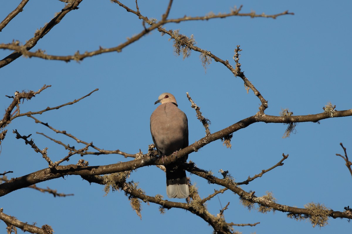 Red-eyed Dove - ML639408889
