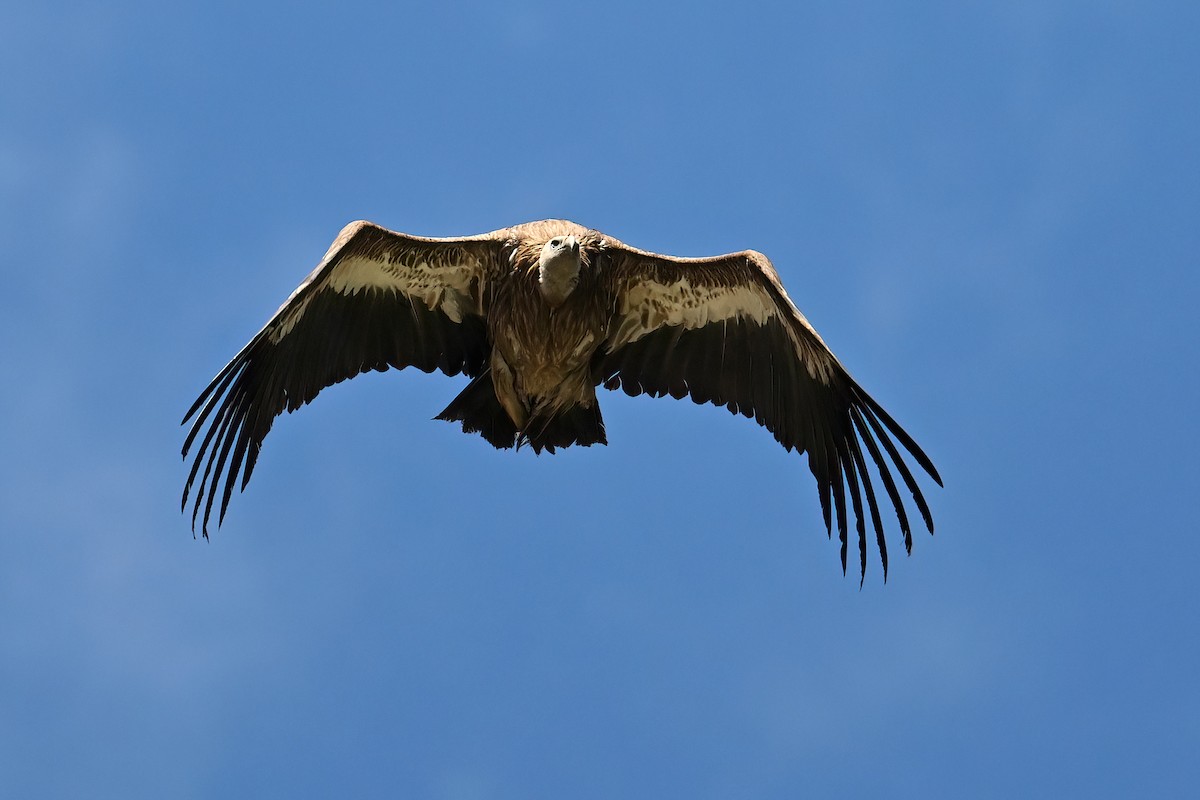 Himalayan Griffon - ML639408978