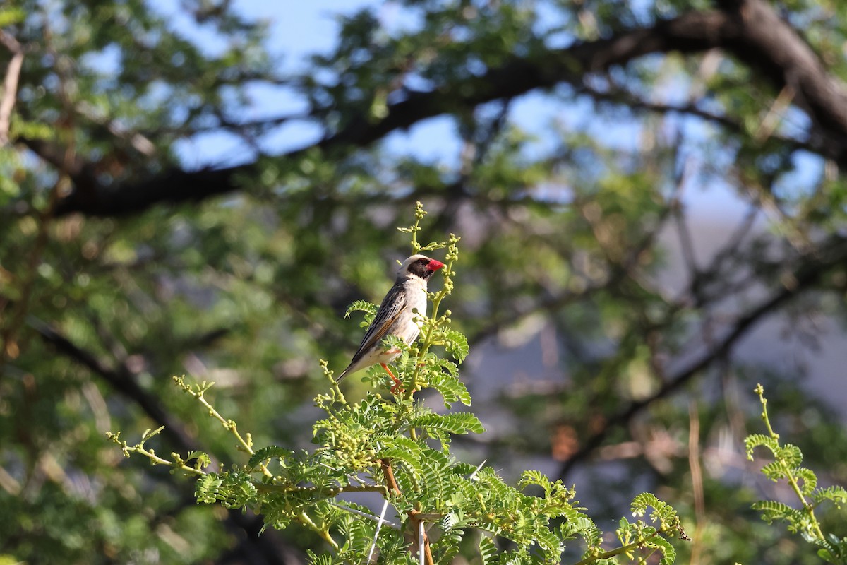 Red-billed Quelea - ML639409012