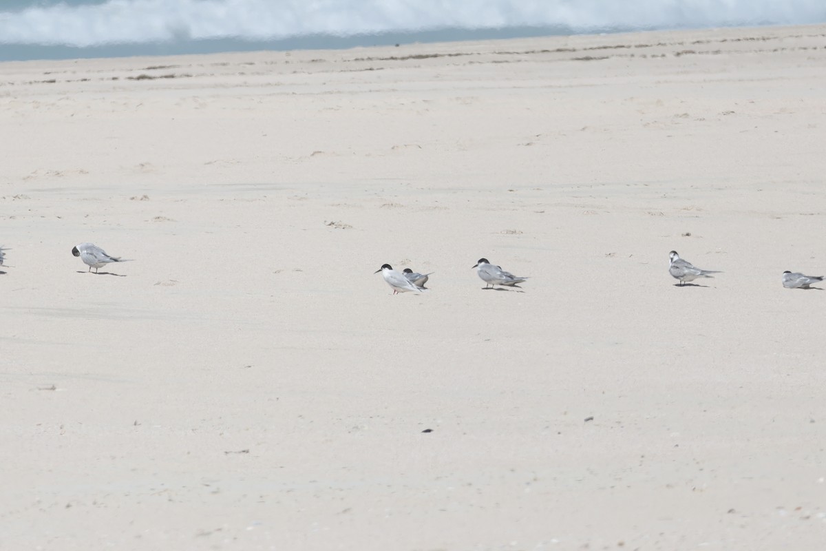 Roseate Tern - ML639409095