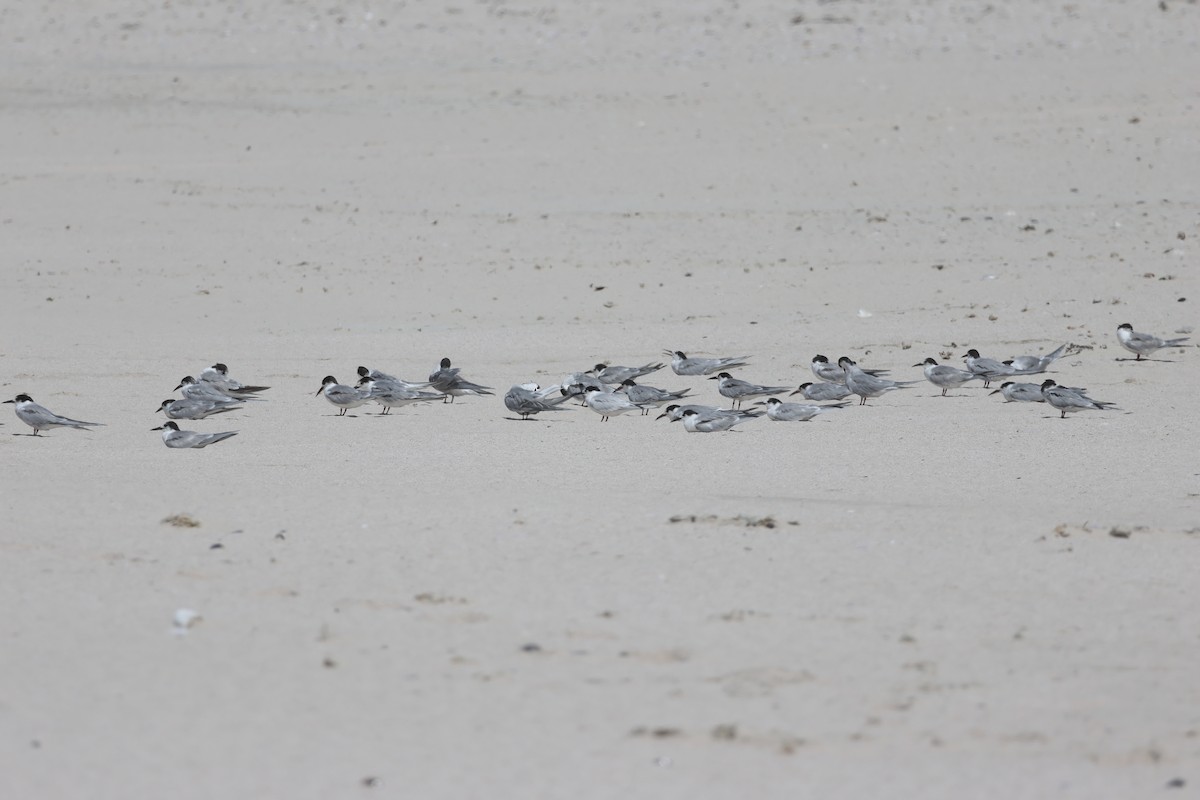 Roseate Tern - ML639409096