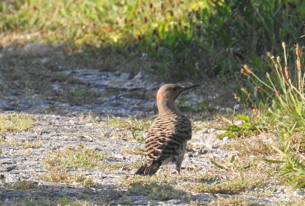 Northern Flicker - Carol Baird Molander