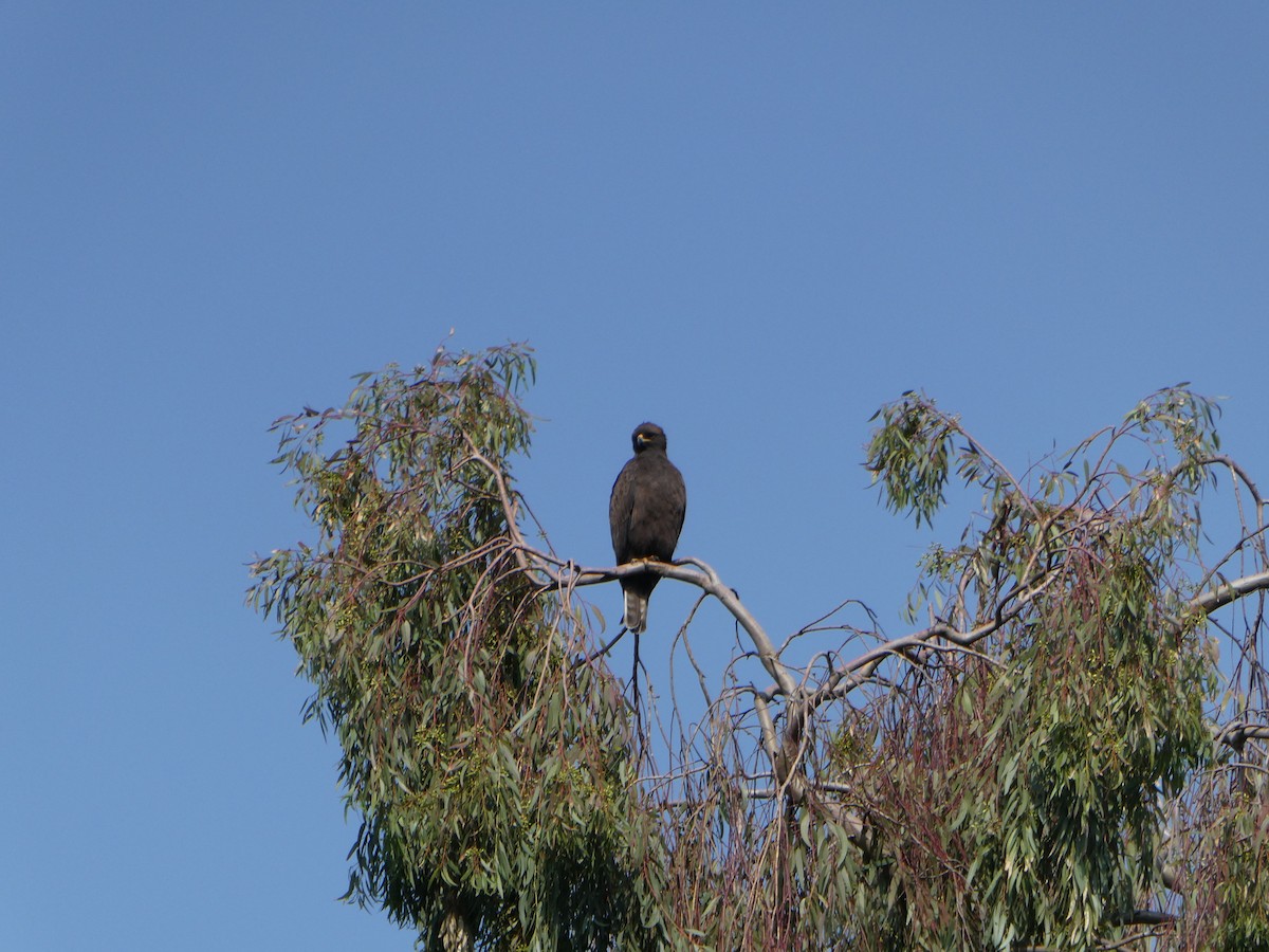 orel Wahlbergův - ML639409165