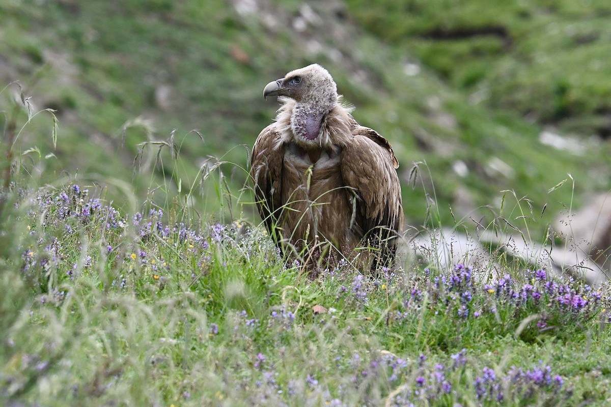 Himalayan Griffon - ML639409166