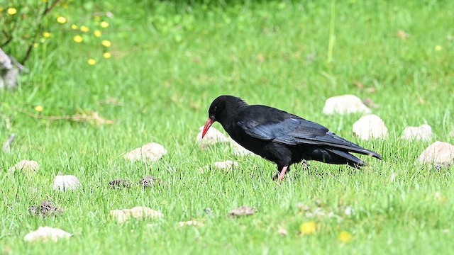 alpekråke (pyrrhocorax gr.) - ML639409283