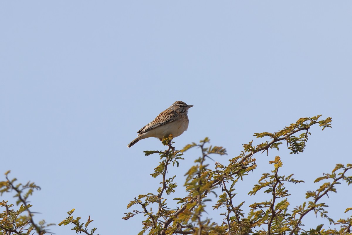 Sabota Lark (Sabota) - ML639409293