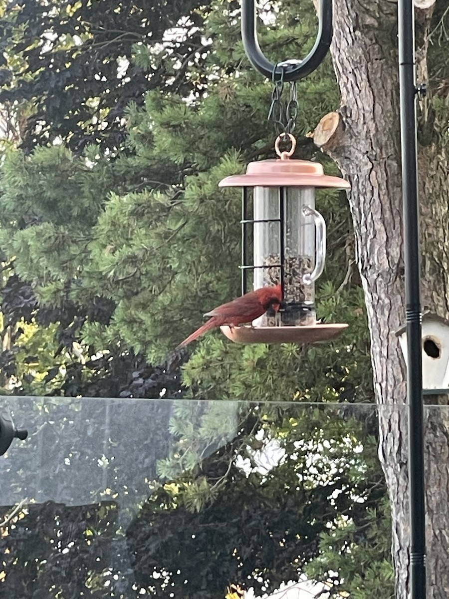 Northern Cardinal - ML639409295