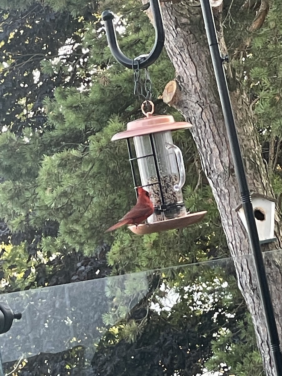 Northern Cardinal - ML639409296