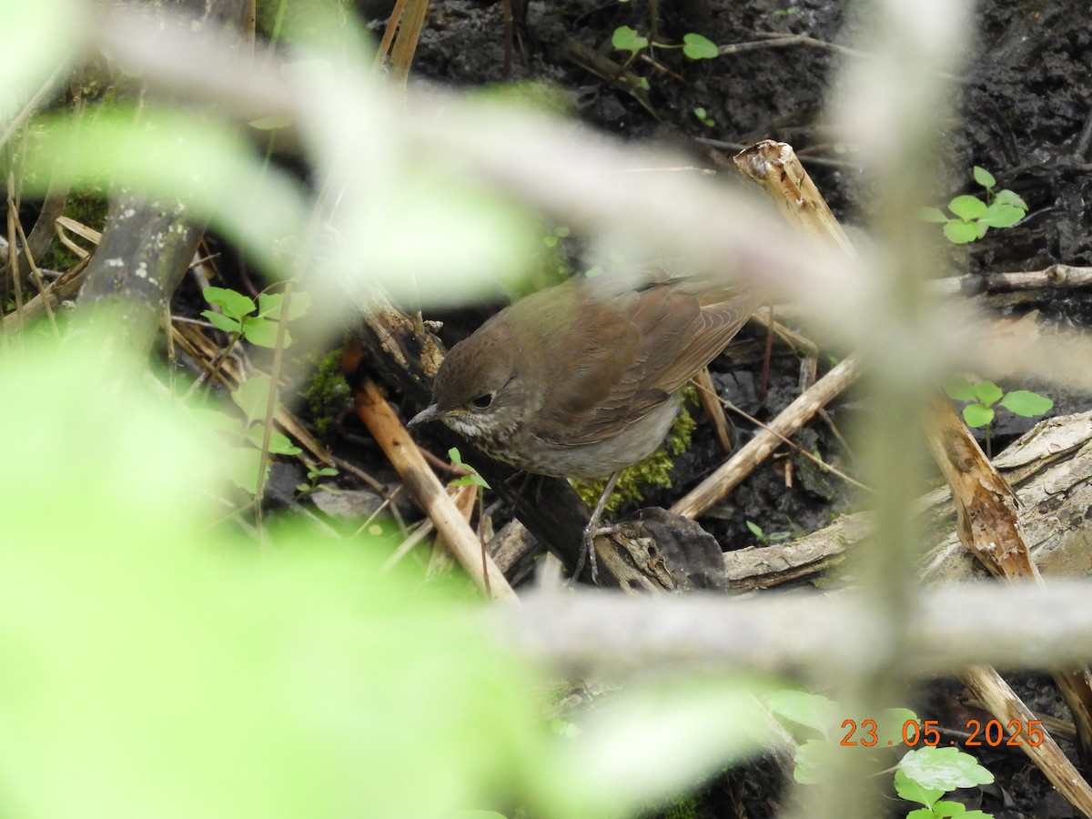 drozd šedolící - ML639409325