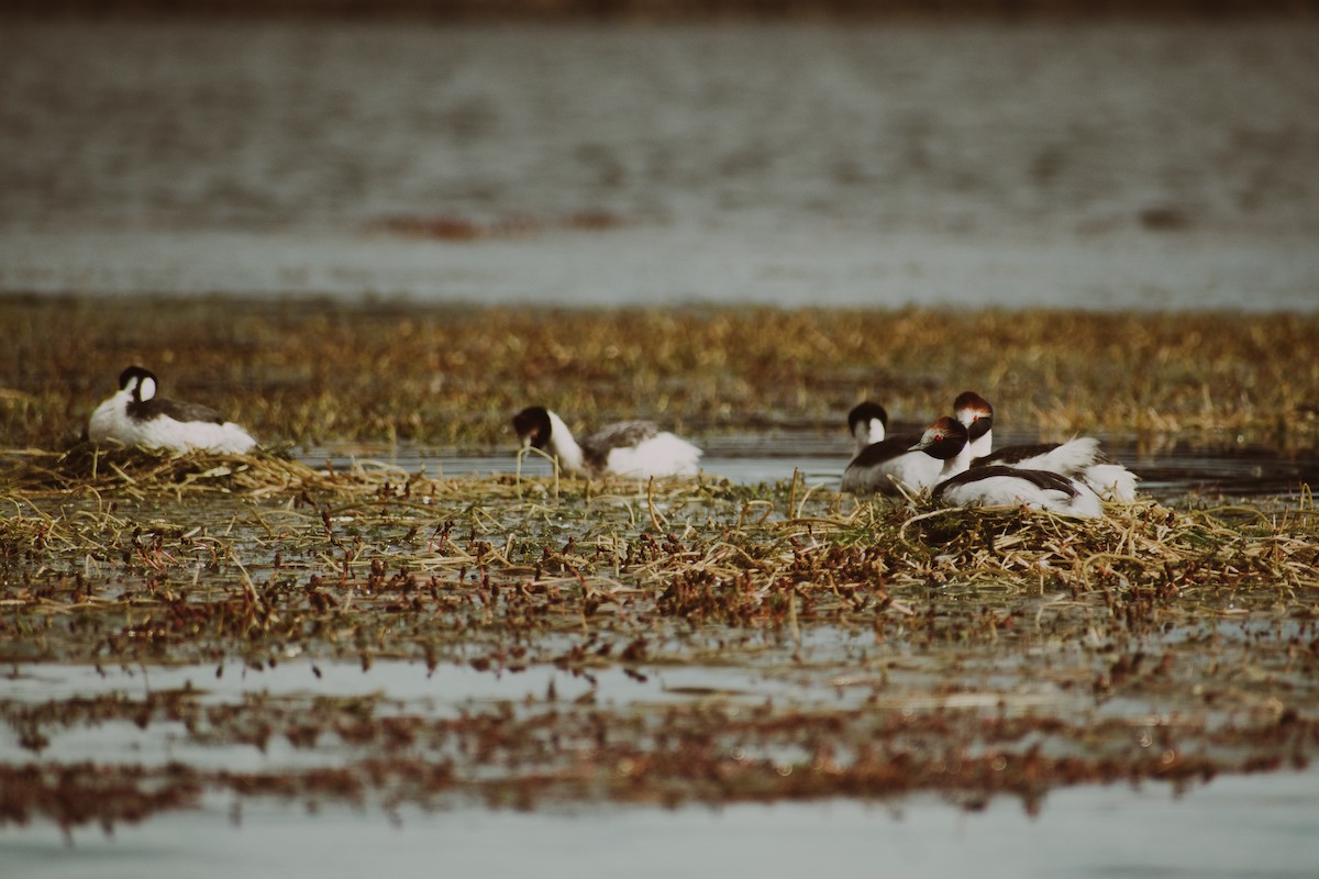 Hooded Grebe - ML639409351