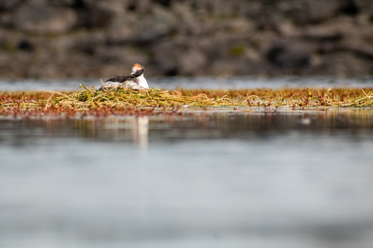 Hooded Grebe - ML639409352
