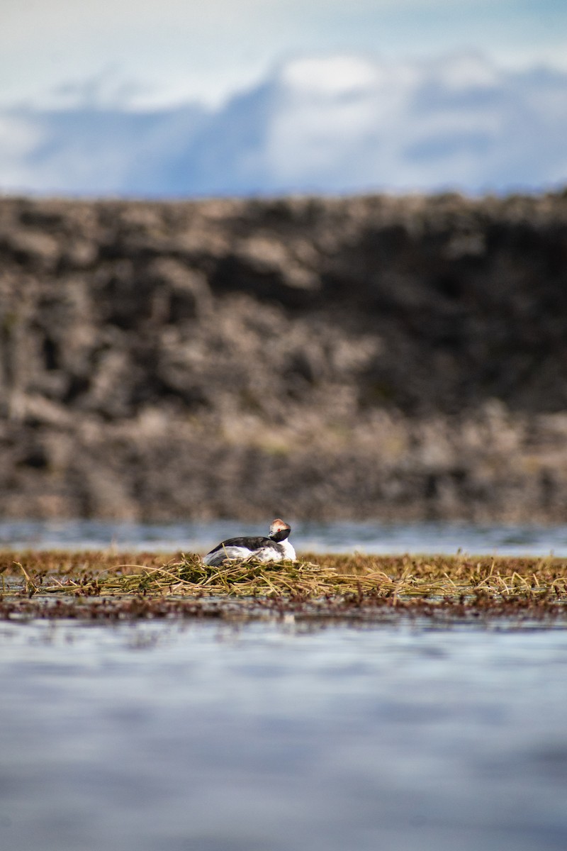 Hooded Grebe - ML639409353
