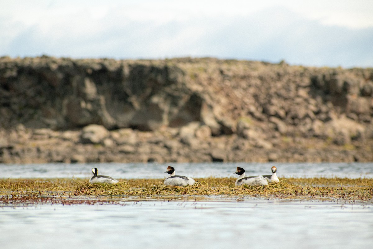Hooded Grebe - ML639409354