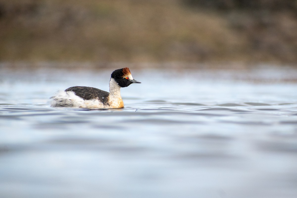Hooded Grebe - ML639409357