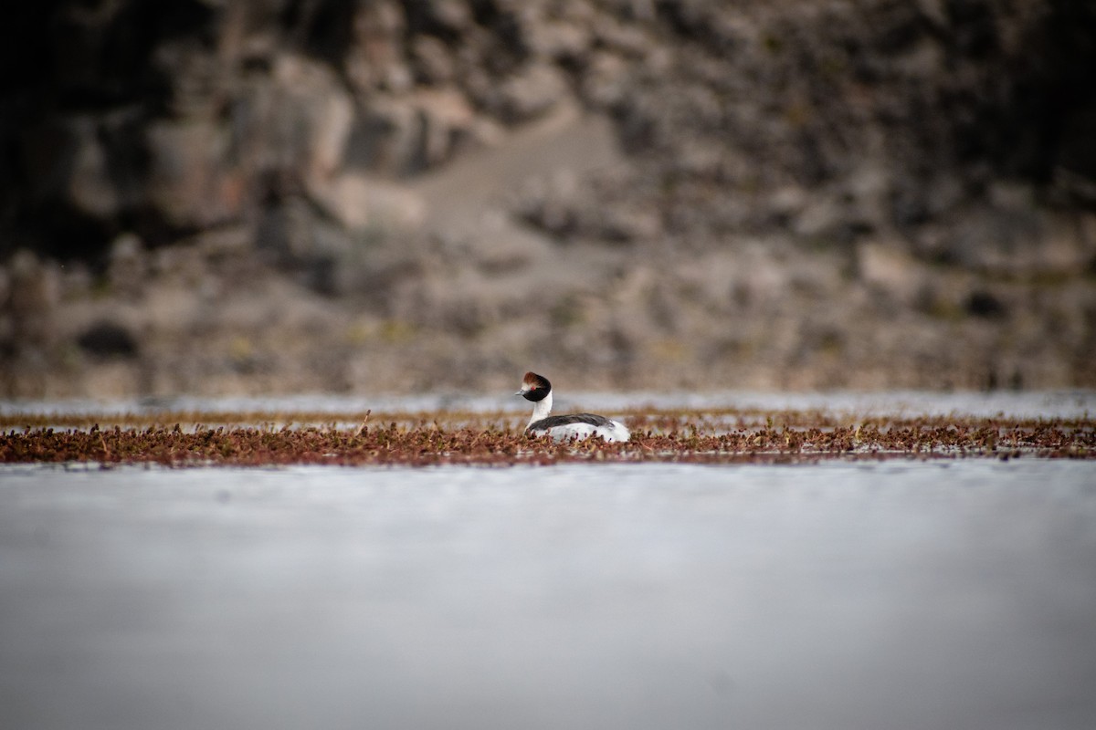 Hooded Grebe - ML639409358