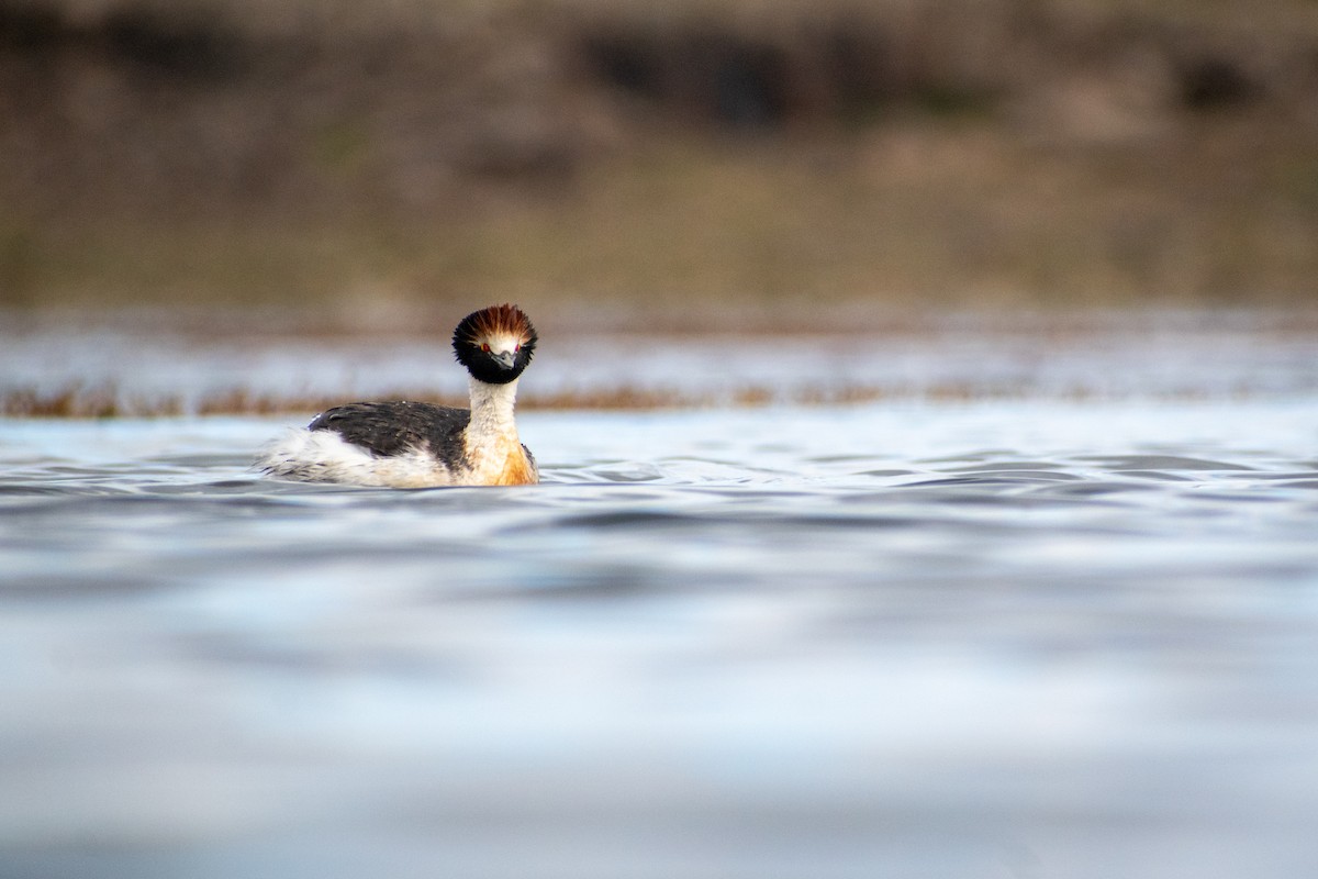 Hooded Grebe - ML639409359