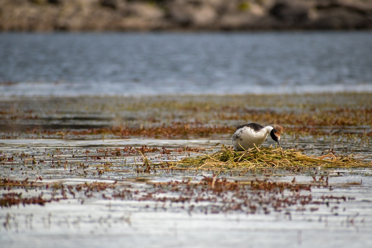 Hooded Grebe - ML639409362