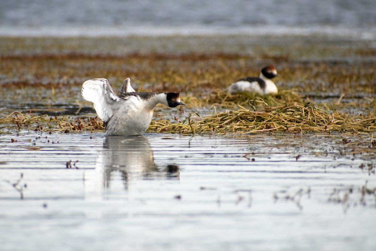Hooded Grebe - ML639409363