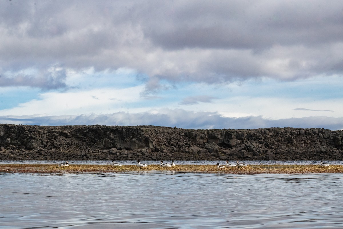 Hooded Grebe - ML639409364