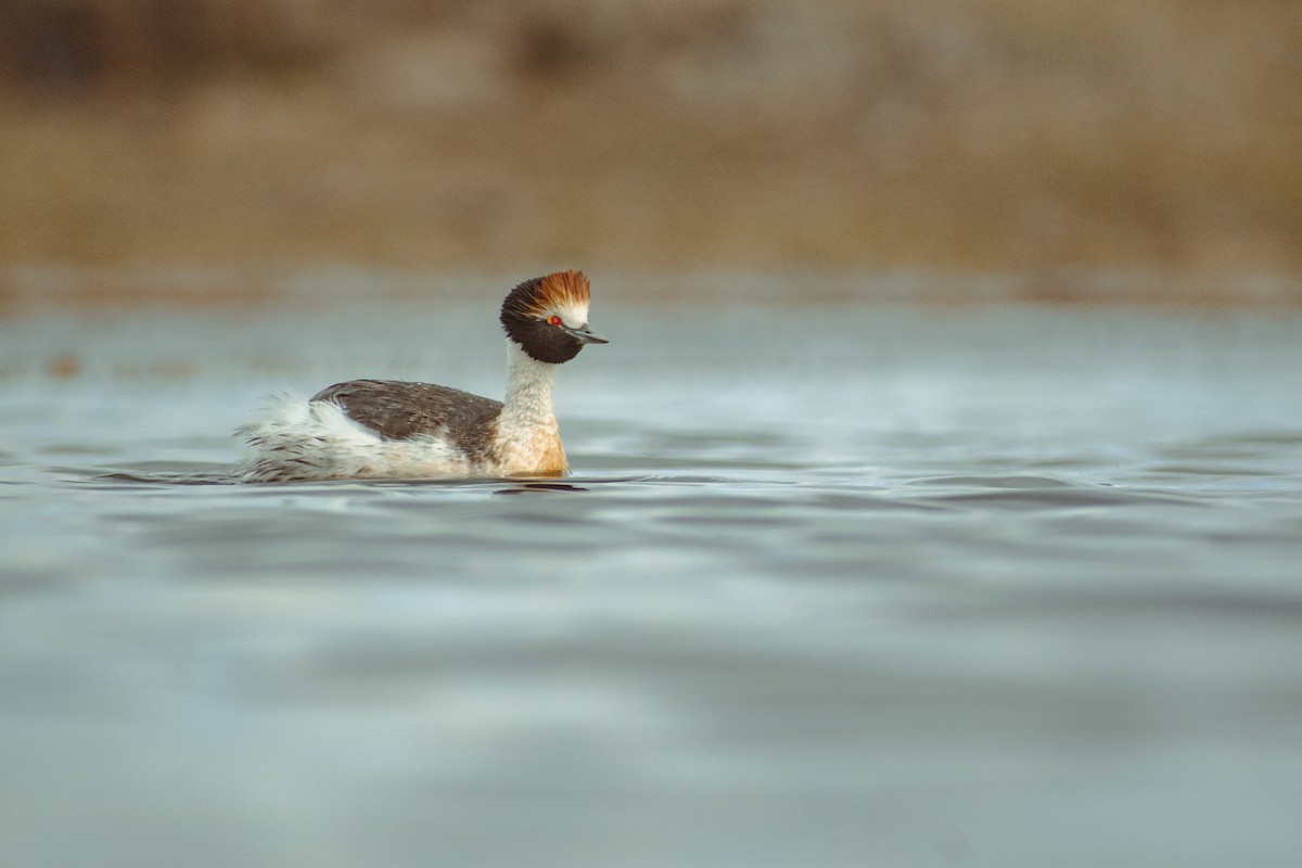 Hooded Grebe - ML639409365
