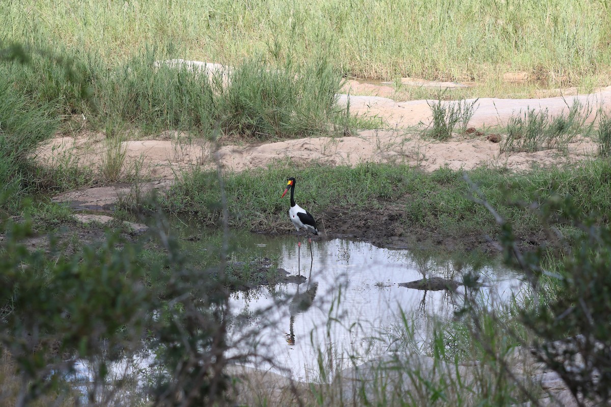 Saddle-billed Stork - ML639409369