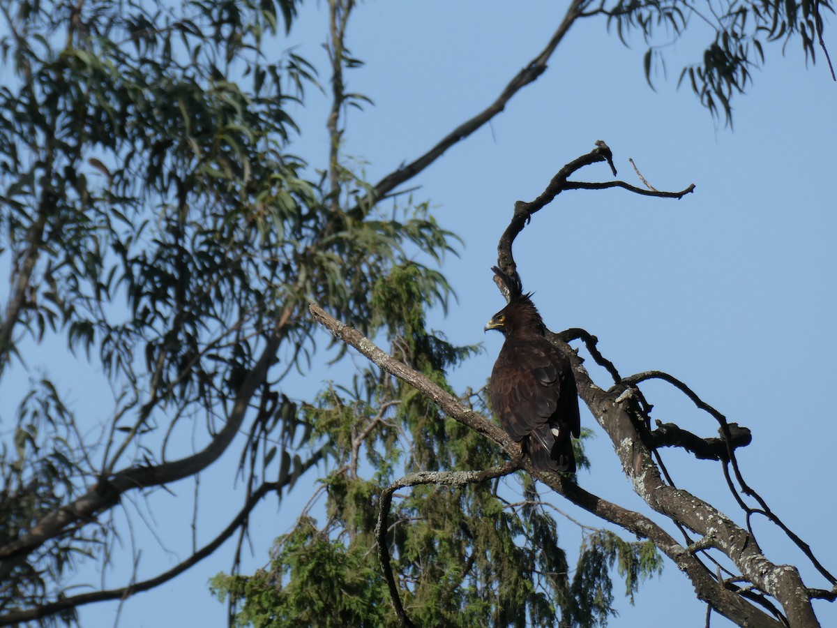 orel chocholatý - ML639409398