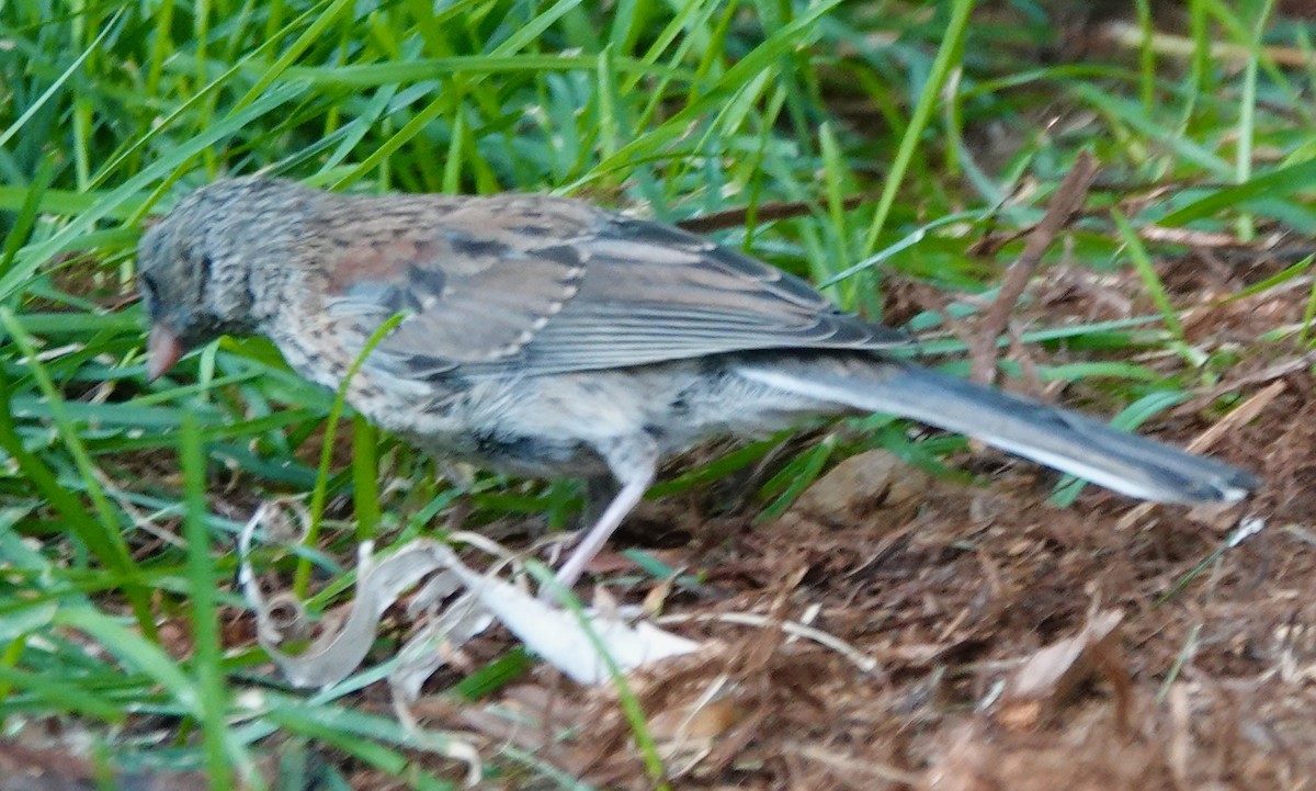 Dark-eyed Junco (Gray-headed) - ML639409485