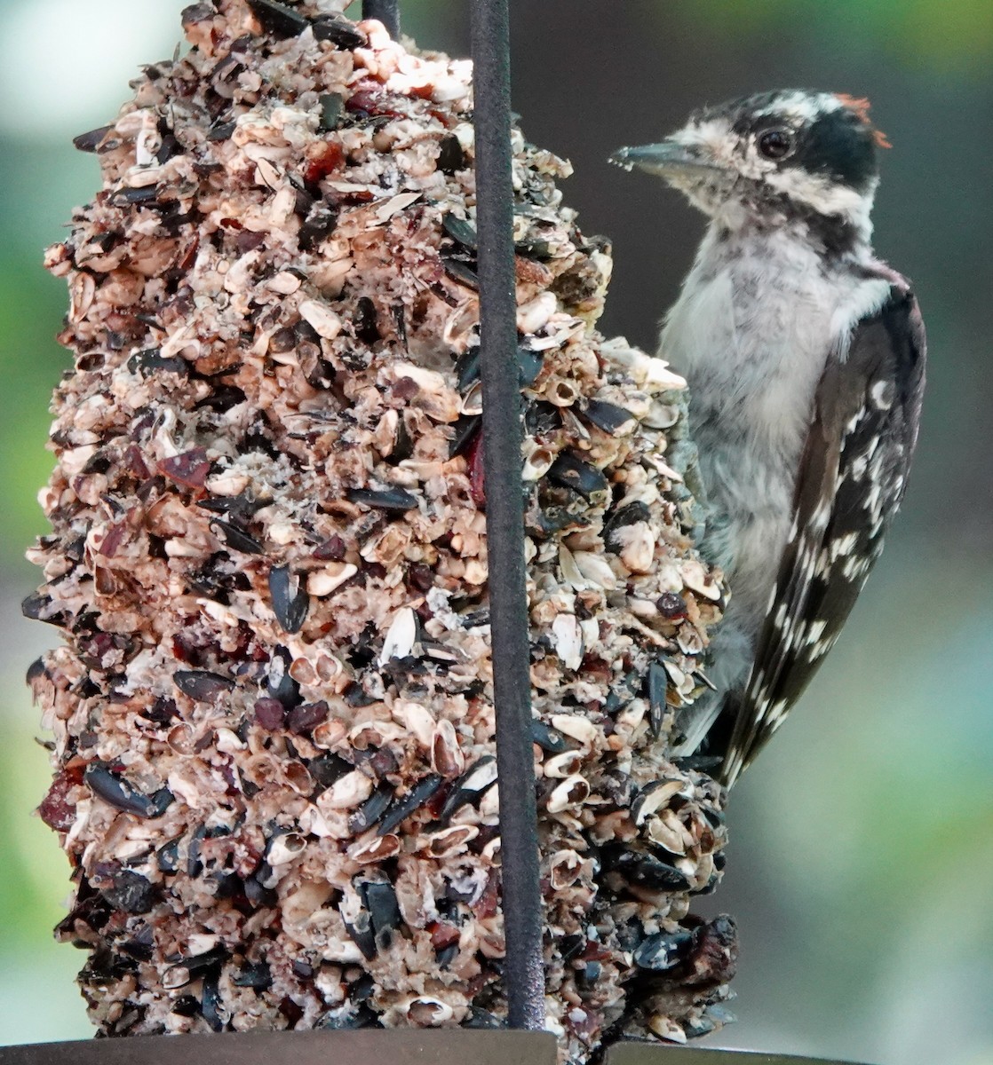 Downy Woodpecker - ML639409499