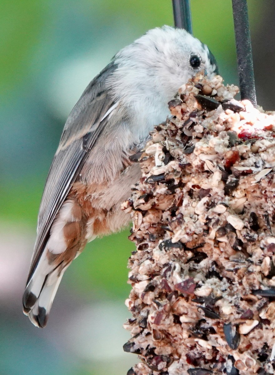 White-breasted Nuthatch (Interior West) - ML639409507