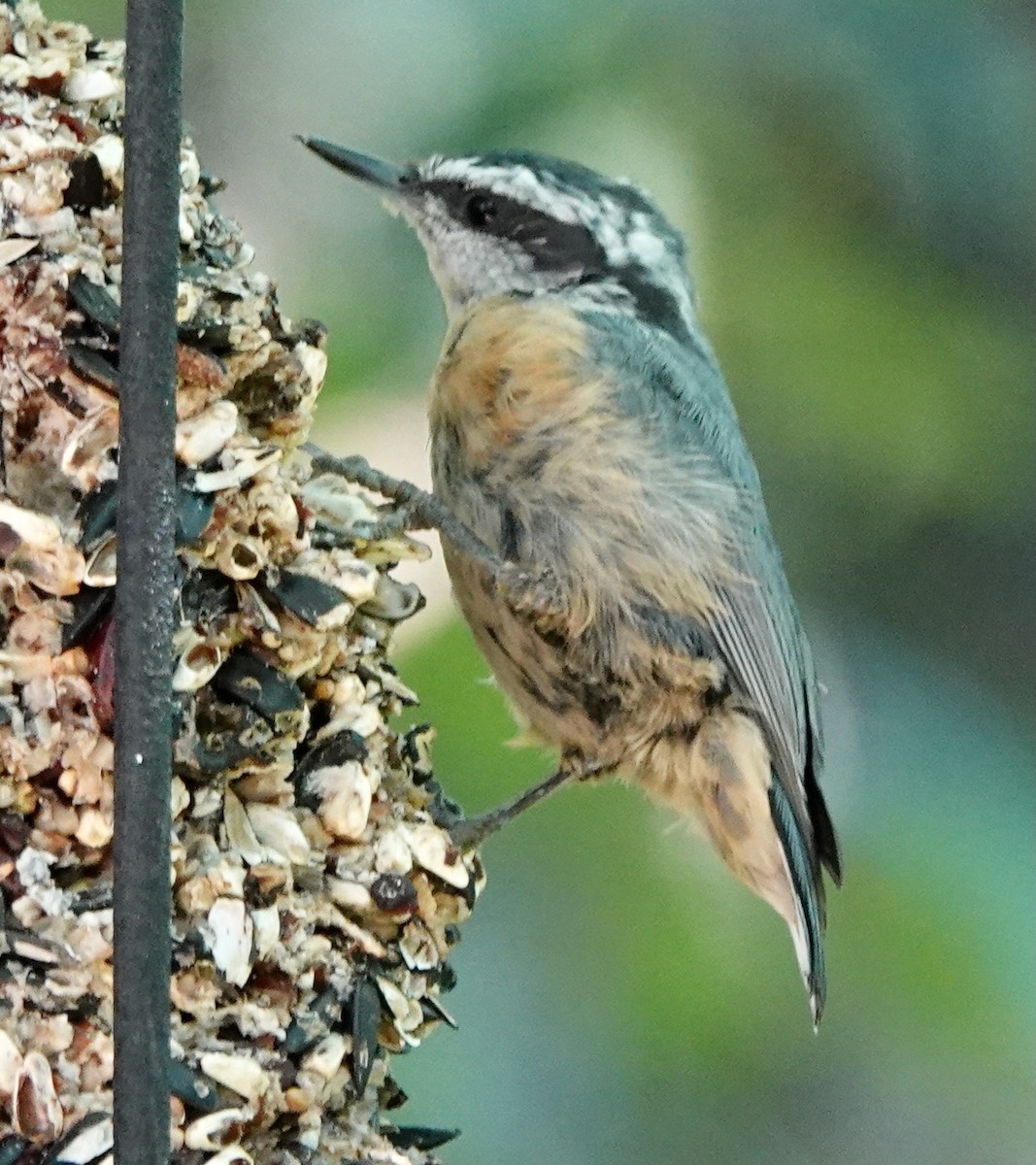 Red-breasted Nuthatch - ML639409512