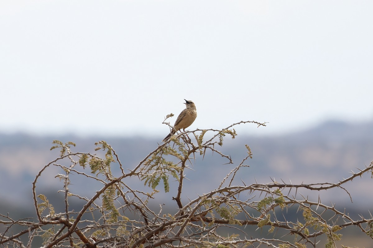 Short-clawed Lark - ML639409522